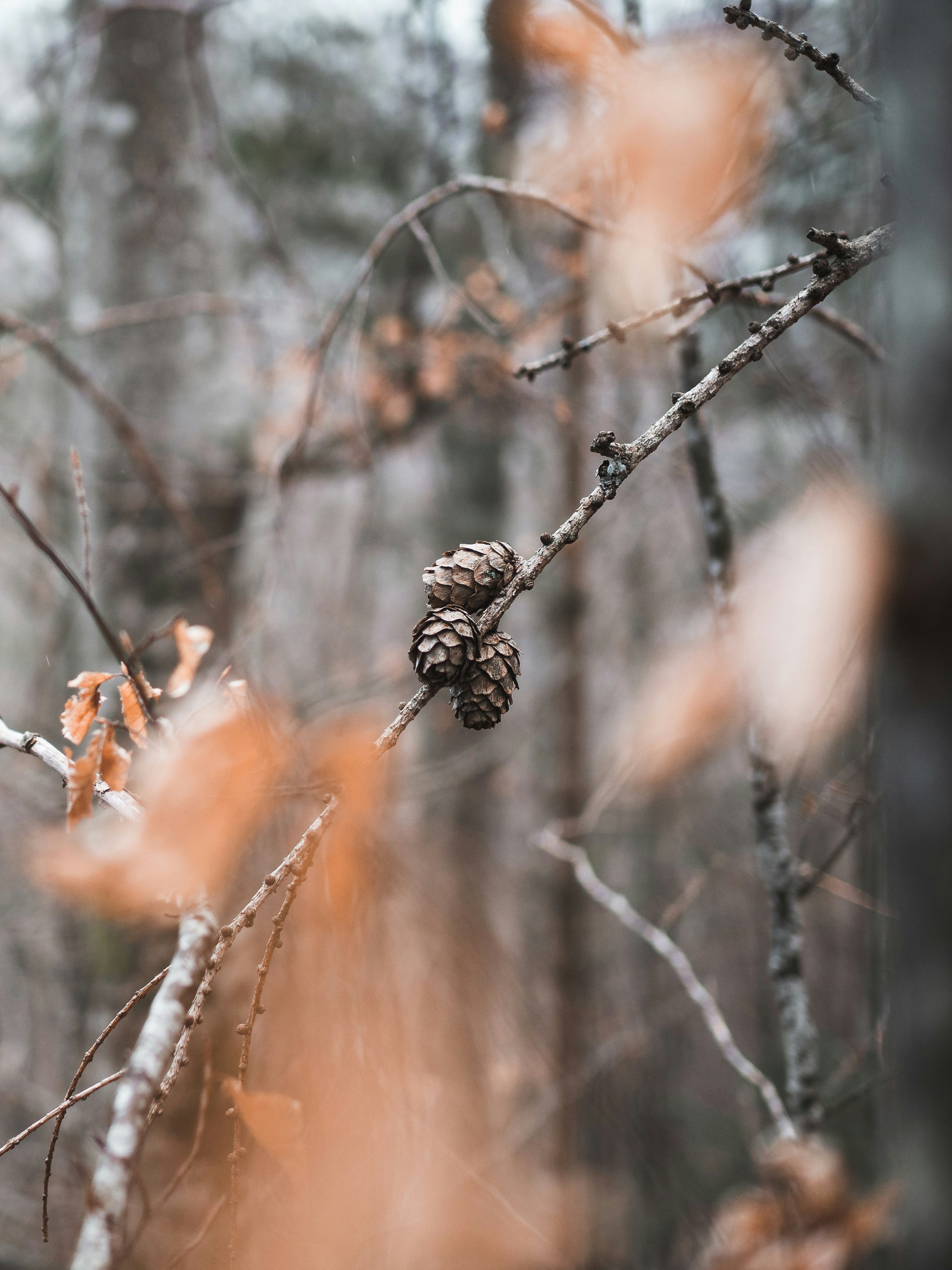 selective focus photo of brown pine tree